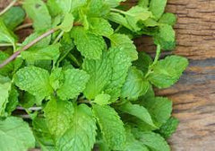 Peppermint - not just a breath of fresh air