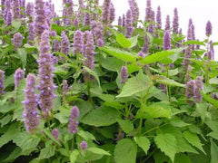 Patchouli essential oil for skin and health - the musky goodness
